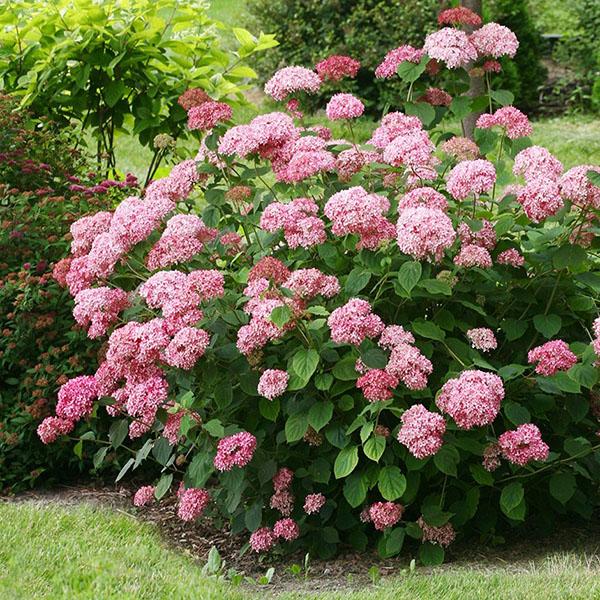 Hortensia rosa Rosa Annabelle