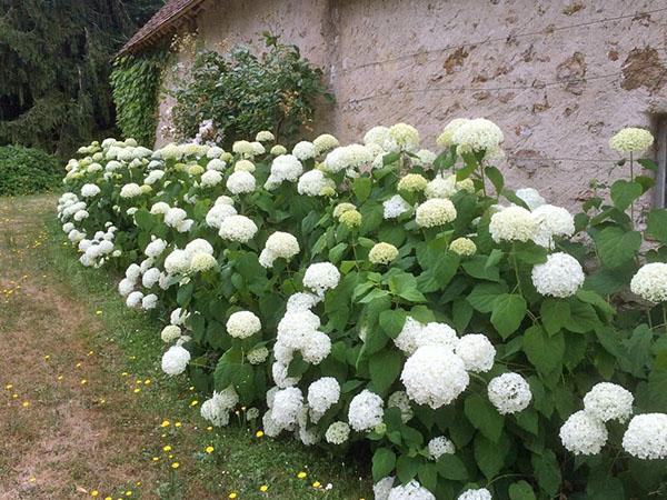 Hortensia Annabelle a lo largo de la pared