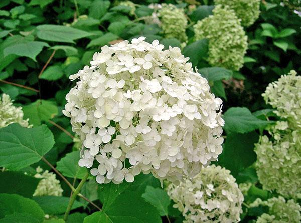 árbol de hortensias Annabelle