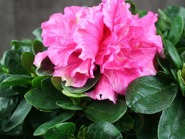 hermosas flores de azalea