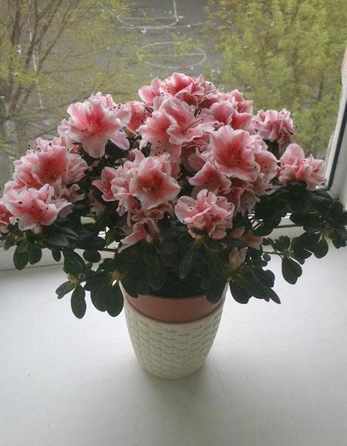 azalea indica en el alféizar de la ventana