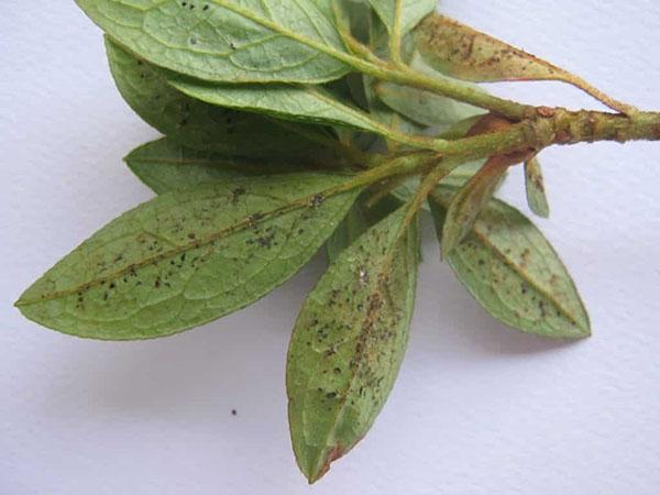 pulgones en azaleas