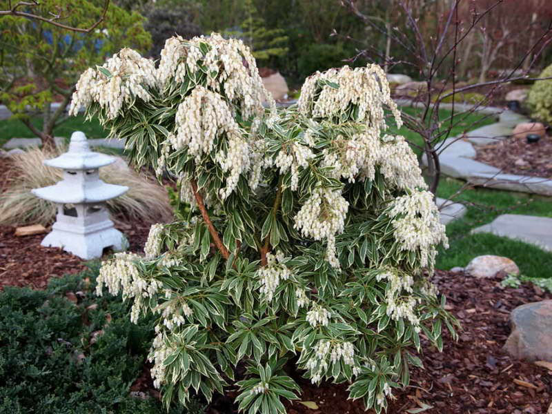 pieris japonesas