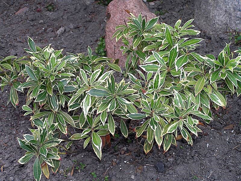 plante après traitement