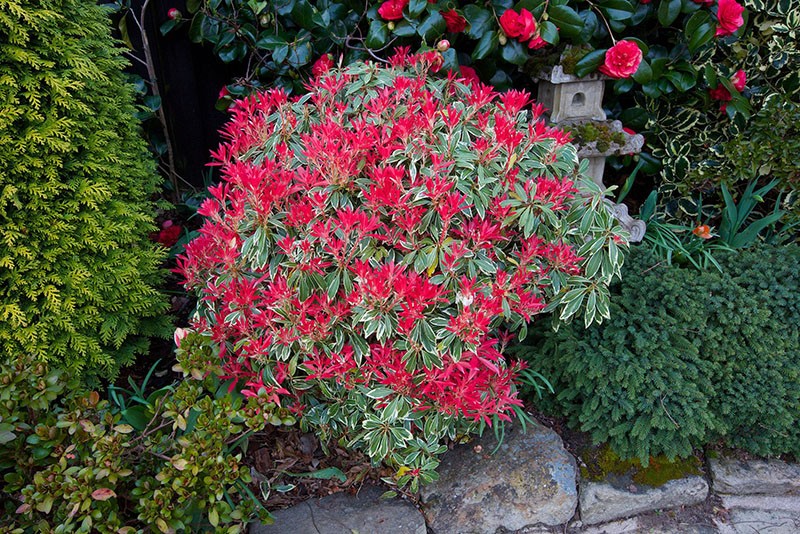 Pieris japonés flaming silver en diseño de paisaje