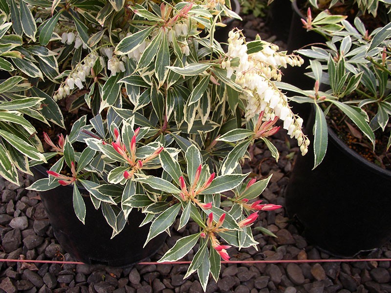 Le pieris japonais fleurit en argent flamboyant