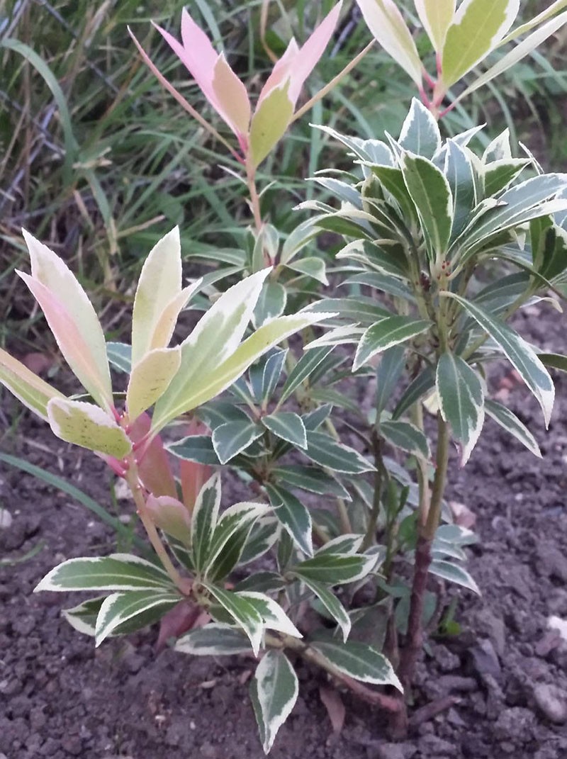 plantar pieris en campo abierto