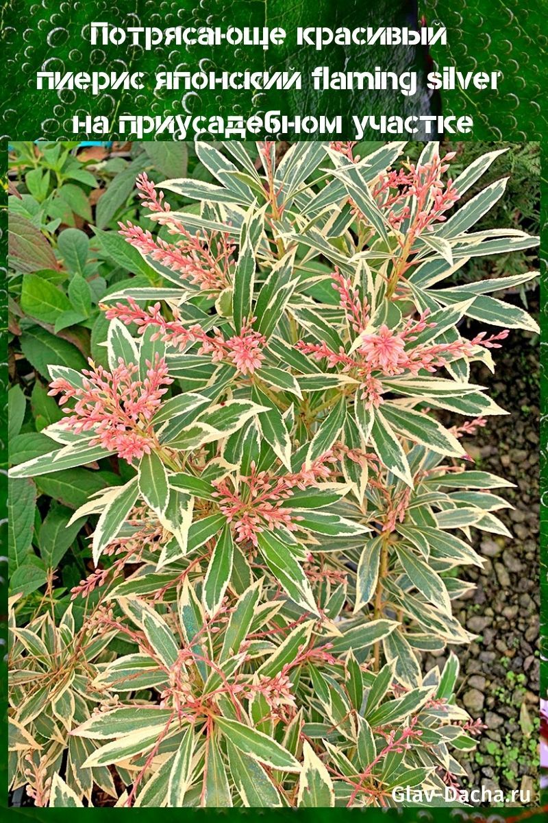 pieris japonés flaming silver