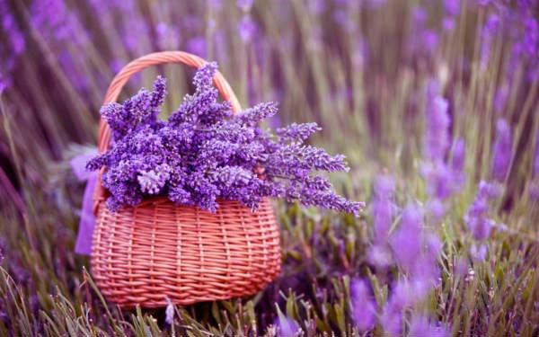 recogiendo flores de lavanda