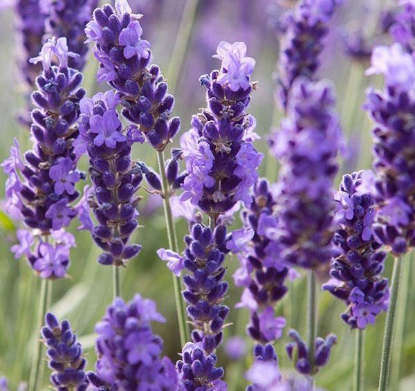 flores de lavanda