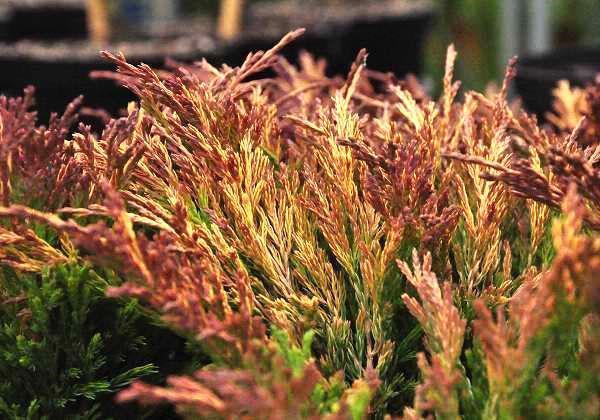 agujas de enebro lima brillan en invierno