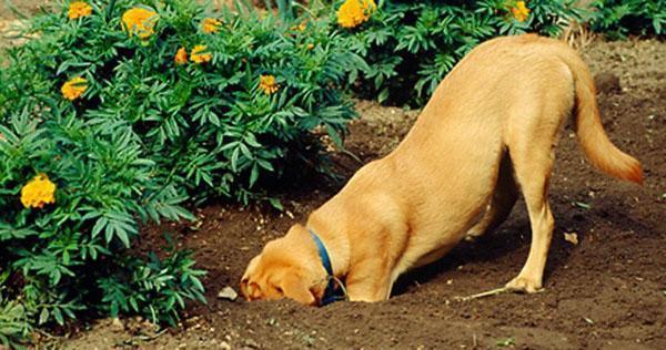 le chien ramasse les fleurs