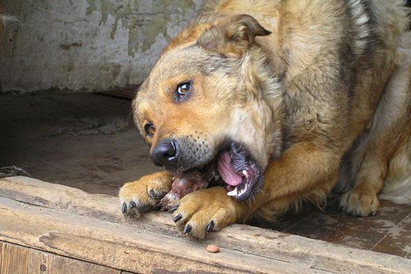 le chien mâche un os