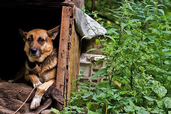 chien triste