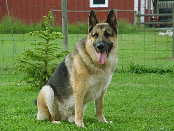 animal de compagnie dans leur chalet d'été