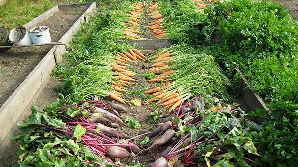 cosechar verduras sin el uso de productos químicos