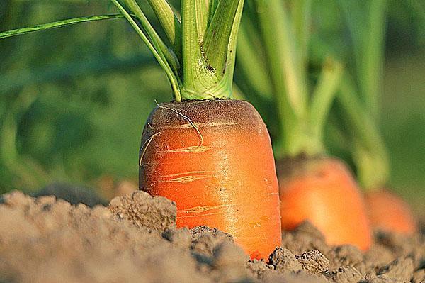 las zanahorias crecen en un jardín cálido