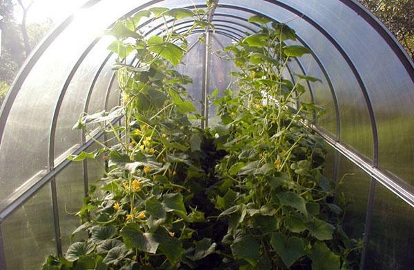 Cultivar pepinos en camas calientes en un invernadero.