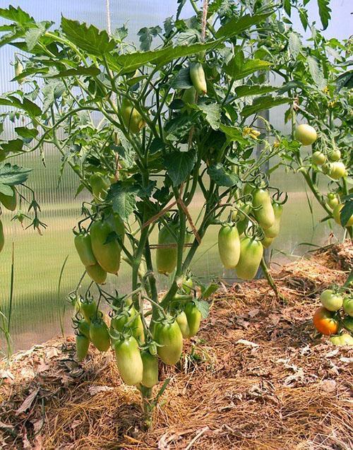 légumes dans un jardin chaud jusqu'à la fin de l'automne