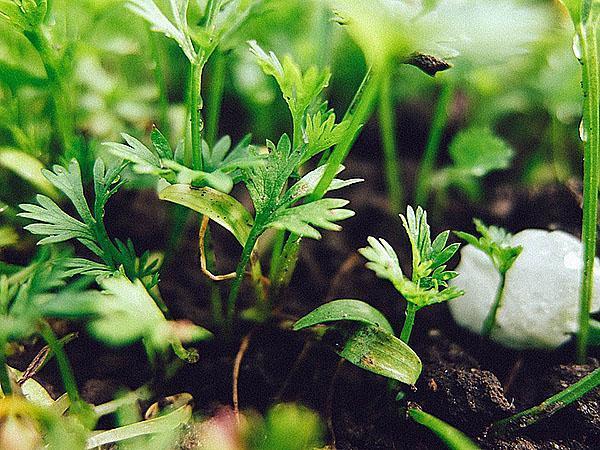 verduras en una cama tibia hasta la helada