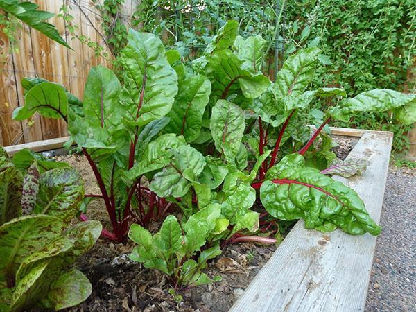 verduras en un jardín cálido