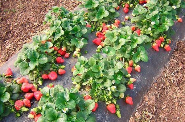 película en la cama de fresas