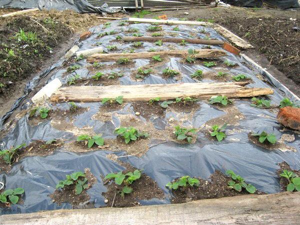 fixation du film sur le jardin