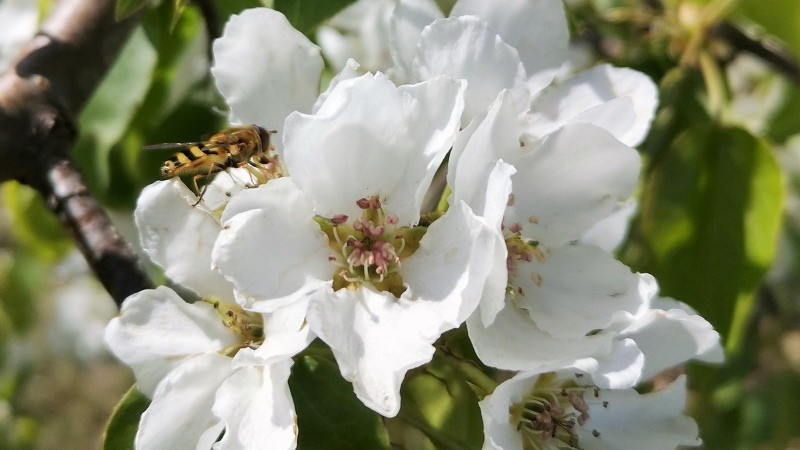 quels pollinisateurs sont les meilleurs pour les poires académique