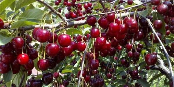 abundante cosecha de cerezas