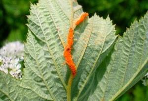 rouille sur les feuilles de cassis - photo