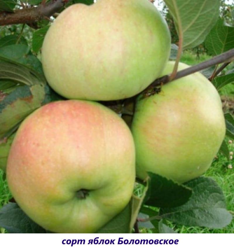 Variedad de manzana Bolotovskoe