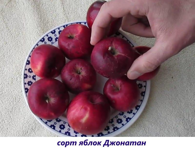 variedad de manzana jonathan