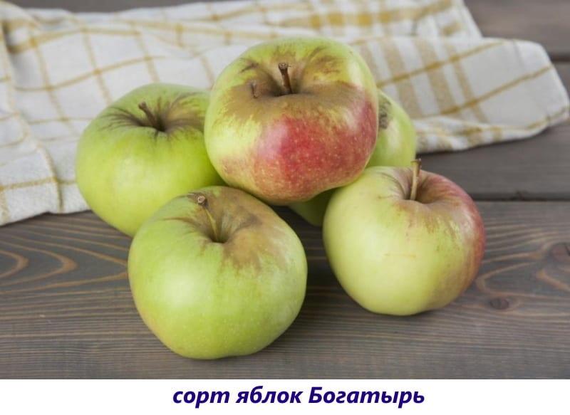 variedad de manzana bogatyr