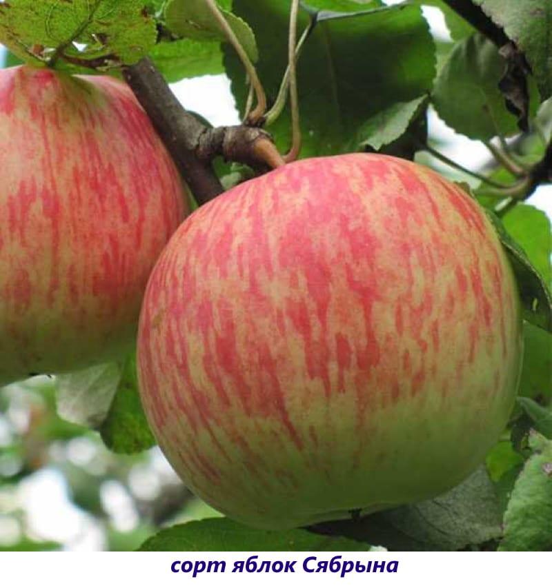 variedad de manzana sabryn