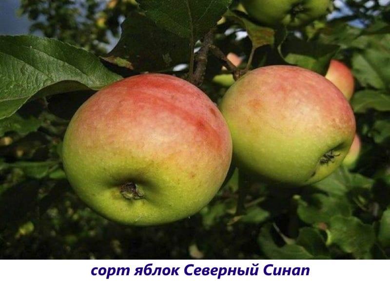 variedad de manzana north sinup