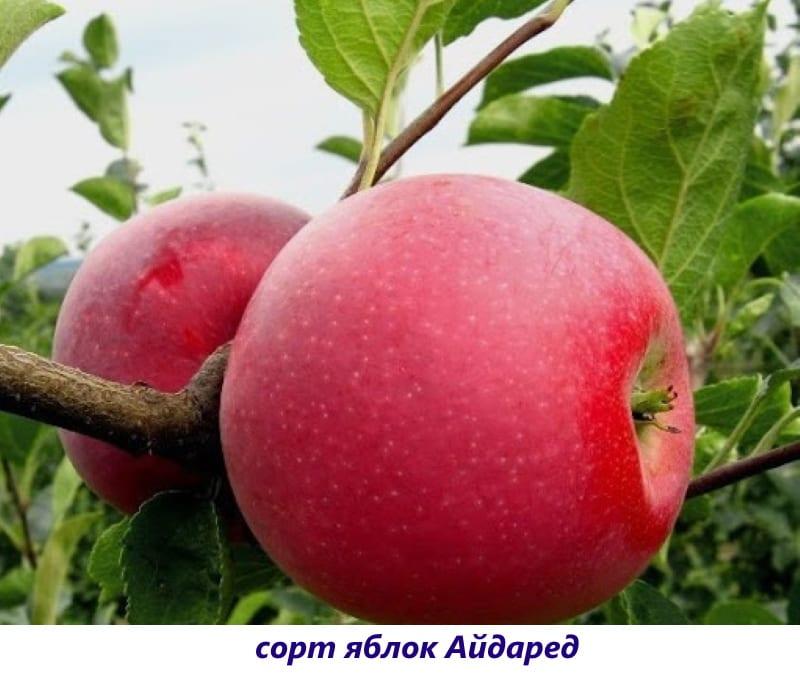 variedad de manzana idared