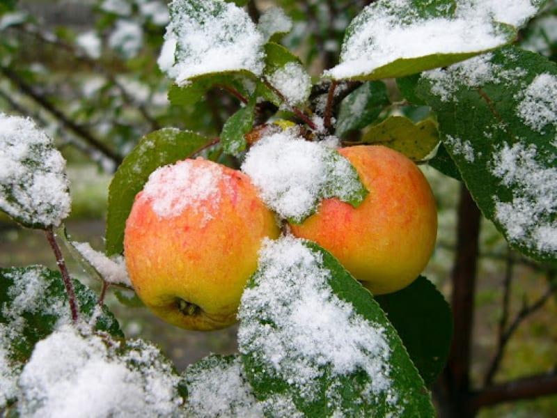 variedades tardías de manzanas con una foto y un nombre