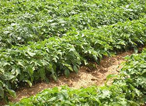 Temps de plantation optimal pour les pommes de terre