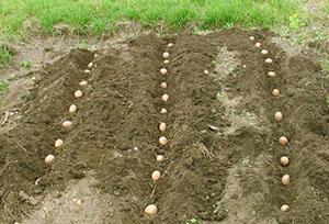 Plantation tardive de pommes de terre