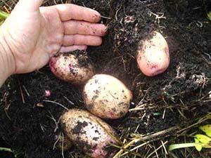 Récolte tardive de pommes de terre plantées