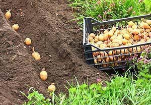 Planter des pommes de terre en été