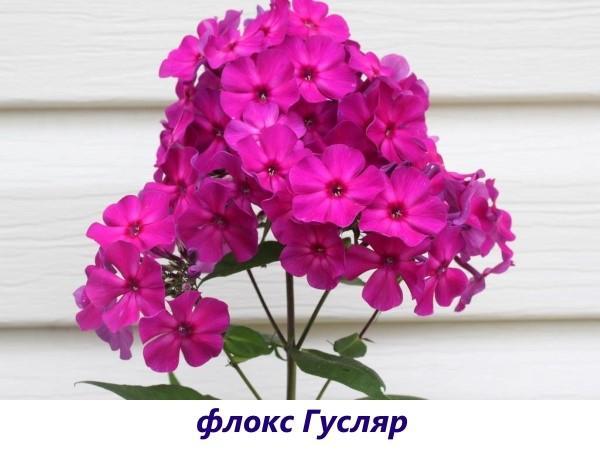 Phlox Guslyar