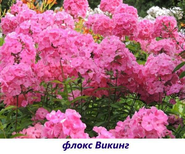 Phlox Vikingo