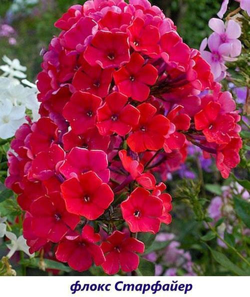 Phlox Starfire