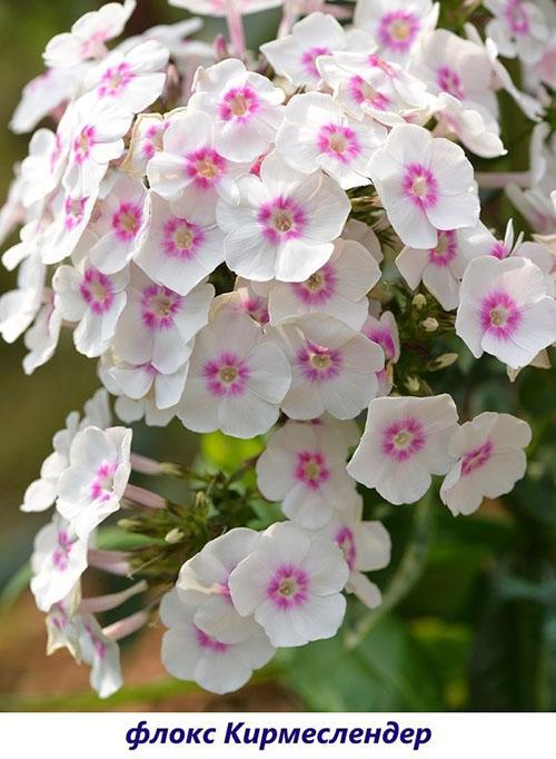 Phlox Kirmeslander