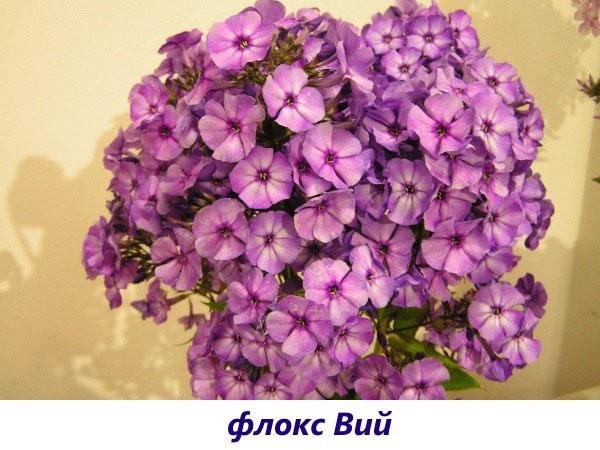 Phlox Wii