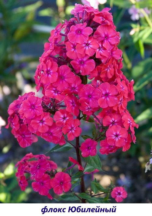 Jubileo de Phlox