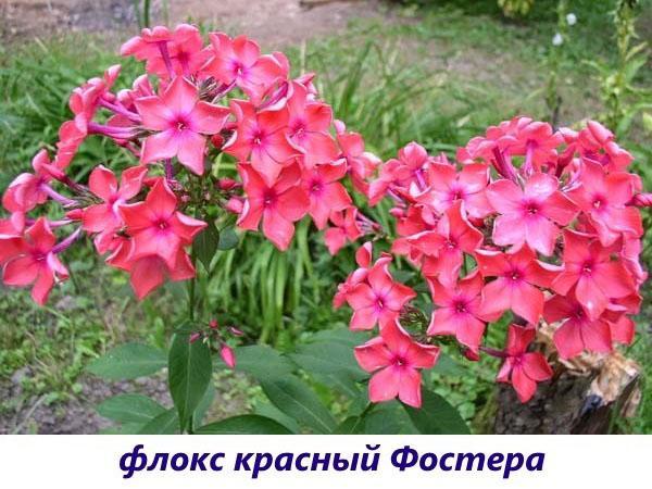 Phlox rojo de Foster