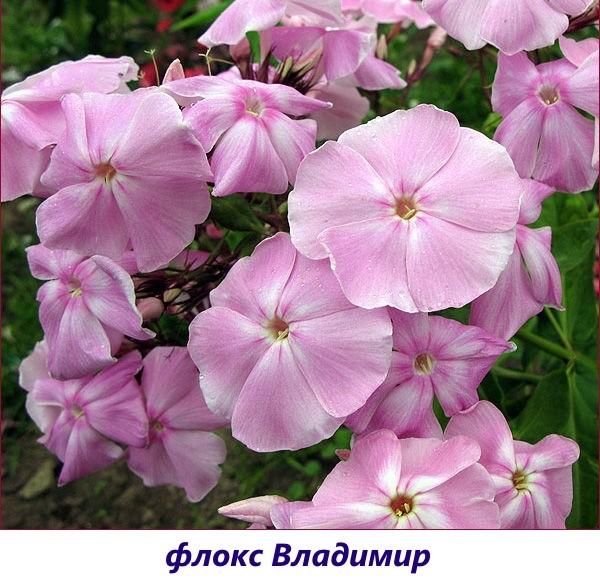 Vladimir Phlox