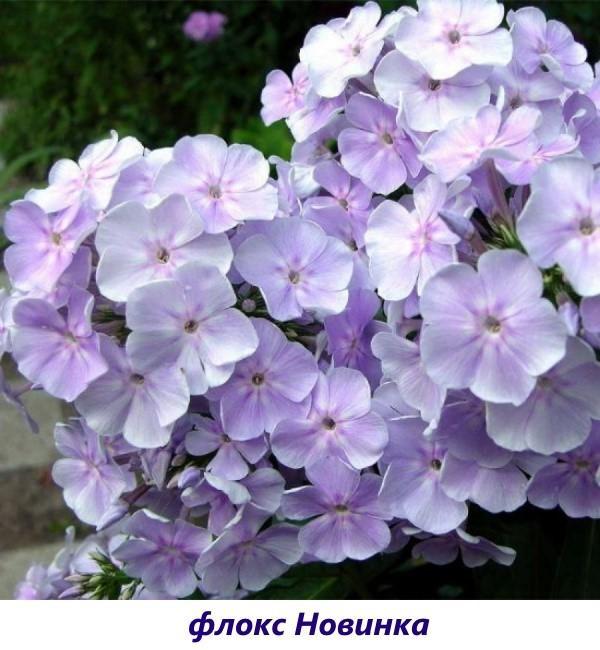 Phlox Nuevo